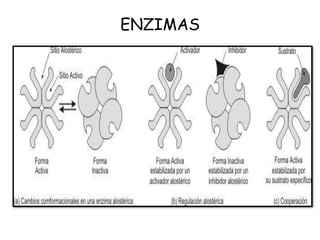 ENZIMAS
 