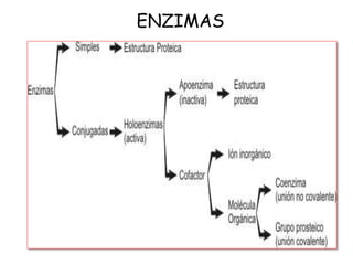 ENZIMAS
 