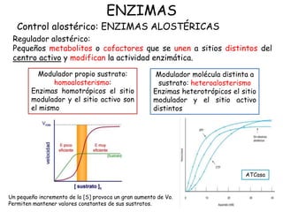 ENZIMAS
Regulador alostérico:
Pequeños metabolitos o cofactores que se unen a sitios distintos del
centro activo y modifican la actividad enzimática.
Control alostérico: ENZIMAS ALOSTÉRICAS
Modulador propio sustrato:
homoalosterismo:
Enzimas homotrópicos el sitio
modulador y el sitio activo son
el mismo
Modulador molécula distinta a
sustrato: heteroalosterismo
Enzimas heterotrópicos el sitio
modulador y el sitio activo
distintos
Un pequeño incremento de la [S] provoca un gran aumento de Vo.
Permiten mantener valores constantes de sus sustratos.
ATCasa
 