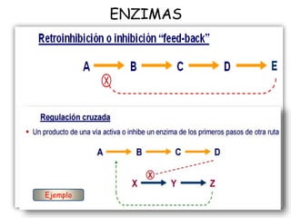 ENZIMAS
Ejemplo
 