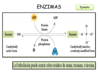 ENZIMAS Ejemplo:
 