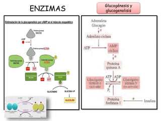ENZIMAS
Glucogénesis y
glucogenolisis
 