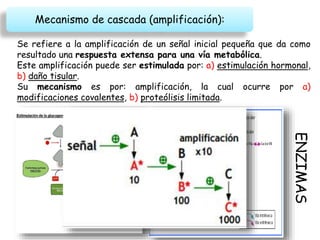 ENZIMAS
Mecanismo de cascada (amplificación):
Se refiere a la amplificación de un señal inicial pequeña que da como
resultado una respuesta extensa para una vía metabólica.
Este amplificación puede ser estimulada por: a) estimulación hormonal,
b) daño tisular.
Su mecanismo es por: amplificación, la cual ocurre por a)
modificaciones covalentes, b) proteólisis limitada.
 