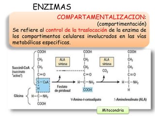 ENZIMAS
COMPARTAMENTALIZACION:
(compartimentación)
Se refiere al control de la traslocación de la enzima de
los compartimentos celulares involucrados en las vías
metabólicas especificas.
Mitocondria
 