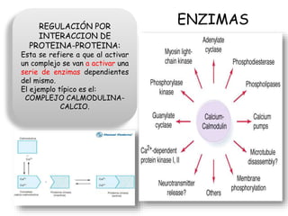 ENZIMAS
REGULACIÓN POR
INTERACCION DE
PROTEINA-PROTEINA:
Esta se refiere a que al activar
un complejo se van a activar una
serie de enzimas dependientes
del mismo.
El ejemplo típico es el:
COMPLEJO CALMODULINA-
CALCIO.
 