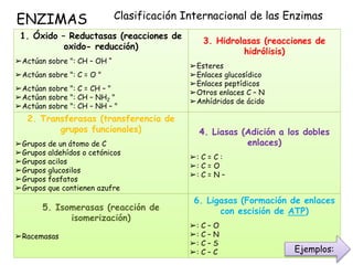 ENZIMAS Clasificación Internacional de las Enzimas
1. Óxido – Reductasas (reacciones de
oxido- reducción)
➢Actúan sobre ":...