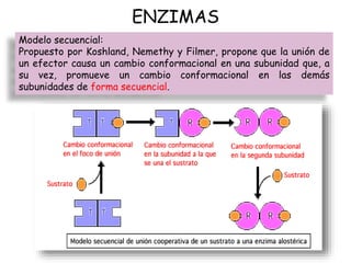 ENZIMAS
Modelo secuencial:
Propuesto por Koshland, Nemethy y Filmer, propone que la unión de
un efector causa un cambio co...