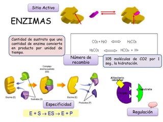 ENZIMAS
Cantidad de sustrato que una
cantidad de enzima convierte
en producto por unidad de
tiempo.
105 moléculas de CO2 p...