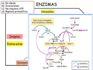 ENZIMAS
a) Es rápido
b) Irreversible
c) No requiere ATP
d) Ruptura proteolítica
 