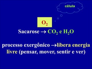 Sacarose  CO2 e H2O
processo exergônico libera energia
livre (pensar, mover, sentir e ver)
O2
célula
 