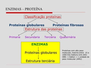 ENZIMAS – PROTEÍNA
Classificação proteínas
Proteínas globulares Proteínas fibrosas
Estrutura das proteínas
Primaria Secundaria Terciária Quaternária
ENZIMAS
Proteínas globulares
Estrutura terciária
Proteínas com alto peso
molecular, maioria entre 15 a
1000 Kilo Daltons Unit (KD)
OBS: 1 Dalton = 1 unidade de
peso molecular (AMU)
 