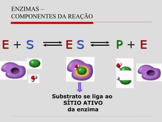 ENZIMAS –
COMPONENTES DA REAÇÃO
E + S E S P + E
Substrato se liga ao
SÍTIO ATIVO
da enzima
 