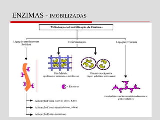 ENZIMAS - IMOBILIZADAS
 