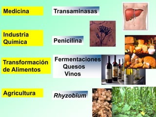 Transformación
de Alimentos
Fermentaciones
Quesos
Vinos
Medicina Transaminasas
Industria
Química Penicilina
Agricultura Rhyzobium
 