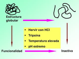 Estructura
globular
▪ Hervir con HCl
▪ Tripsina
▪ Temperatura elevada
▪ pH extremo
Funcionalidad Inactiva
 