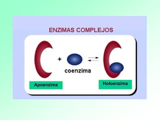 Apoenzima Holoenzima
 