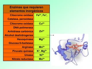 Enzimas que requieren
elementos inorgánicos
Citocromo oxidasa
Catalasa, peroxidasa
Fe2+, Fe+,
Citocromo oxidasa Cu2+
DNA polimerasa
Anhídrasa carbónica
Alcohol deshidrogensa
Zn2+
Hexoquinasa
Glucosa 6-fosfatasa
Mg2+
Arginasa Mn2+
Piruvato quinasa K+, Mg2+
Ureasa Ni2+
Nitrato reductasa Mo2+
 