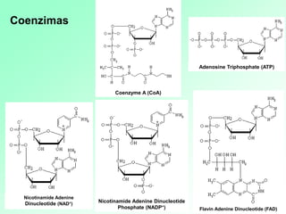 Adenosine Triphosphate (ATP)
Coenzyme A (CoA)
Flavin Adenine Dinucleotide (FAD)
Nicotinamide Adenine
Dinucleotide (NAD+)
Nicotinamide Adenine Dinucleotide
Phosphate (NADP+)
Coenzimas
 