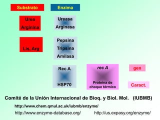 Urea
Arginina
Ureasa
Arginasa
Lis, Arg
Pepsina
Tripsina
Amilasa
Enzima
Substrato
rec A
Proteína de
choque térmico
Rec A
HSP70
gen
Caract.
Comité de la Unión Internacional de Bioq. y Biol. Mol. (IUBMB)
http://www.enzyme-database.org/ http://us.expasy.org/enzyme/
http://www.chem.qmul.ac.uk/iubmb/enzyme/
 