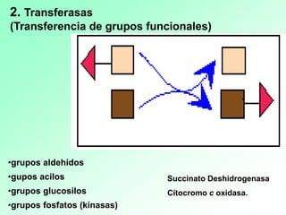 2. Transferasas
(Transferencia de grupos funcionales)
•grupos aldehídos
•gupos acilos
•grupos glucosilos
•grupos fosfatos (kinasas)
Succinato Deshidrogenasa
Citocromo c oxidasa.
 