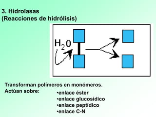 Transforman polímeros en monómeros.
Actúan sobre:
3. Hidrolasas
(Reacciones de hidrólisis)
•enlace éster
•enlace glucosídico
•enlace peptídico
•enlace C-N
 