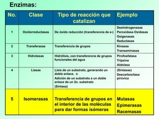 No. Clase Tipo de reacción que
catalizan
Ejemplo
1 Oxidorreductasas De óxido reducción (transferencia de e-)
Deshidrogenasas
Peroxidasa Oxidasas
Oxigenasas
Reductasas
2 Transferasas Transferencia de grupos Kinasas
Transaminasas
3 Hidrolasas Hidrólisis, con transferencia de grupos
funcionales del agua
Pirofosfatasa
Tripsina
Aldolasa
4 Liasas Lisis de un substrato, generando un
doble enlace, o
Adición de un substrato a un doble
enlace de un 2o. substrato
(Sintasa)
(Sintasas)
Descarboxilasa
pirúvica
5 Isomerasas Transferencia de grupos en
el interior de las moléculas
para dar formas isómeras
Mutasas
Epimerasas
Racemasas
Enzimas:
 