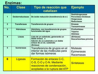 No. Clase Tipo de reacción que
catalizan
Ejemplo
1 Oxidorreductasas De óxido reducción (transferencia de e-)
Deshidrogenasas
Peroxidasa Oxidasas
Oxigenasas
Reductasas
2 Transferasas Transferencia de grupos Kinasas
Transaminasas
3 Hidrolasas Hidrólisis, con transferencia de grupos
funcionales del agua
Pirofosfatasa
Tripsina
Aldolasa
4 Liasas Lisis de un substrato, generando un
doble enlace, o
Adición de un substrato a un doble
enlace de un 2o. substrato
(Sintasa)
(Sintasas)
Descarboxilasa pirúvica
5 Isomerasas Transferencia de grupos en el
interior de las moléculas para
dar formas isómeras
Mutasas
Epimerasas
Racemasas
6 Ligasas Formación de enlaces C-C,
C-S, C-O y C-N. Mediante
reacciones de condensación,
acopladas a la ruptura del ATP
Sintetasas
Enzimas:
 