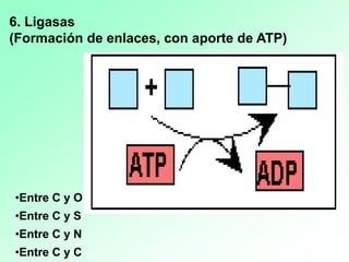 6. Ligasas
(Formación de enlaces, con aporte de ATP)
•Entre C y O
•Entre C y S
•Entre C y N
•Entre C y C
 