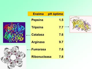 Pepsina 1.5
Tripsina 7.7
Catalasa 7.6
Arginasa 9.7
Fumarasa 7.8
Ribonucleasa 7.8
Enzima pH óptimo
 