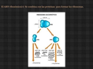 Enzimas, Ácidos Nucleicos: ADN y ARN | PPTX