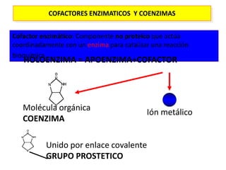 COFACTORES ENZIMATICOS Y COENZIMAS
Cofactor enzimático: Componente no proteico que actúa
coordinadamente con un enzima para catalizar una reacción
bioquímica
HOLOENZIMA = APOENZIMA+COFACTOR
Molécula orgánica
COENZIMA
Ión metálico
Unido por enlace covalente
GRUPO PROSTETICO
 