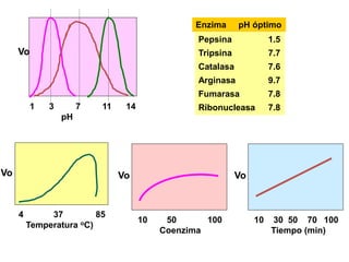 1 3 7 11 14
pH
Vo
Pepsina 1.5
Tripsina 7.7
Catalasa 7.6
Arginasa 9.7
Fumarasa 7.8
Ribonucleasa 7.8
Enzima pH óptimo
4 37 85
Temperatura oC)
Vo
10 50 100
Coenzima
Vo
10 30 50 70 100
Tiempo (min)
Vo
 