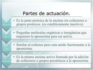Partes de actuación.
apoenzimas
• Es la parte proteica de la enzima sin cofactores o
grupos proteicos. (es catalíticamente inactivo).
cofactor
• Pequeñas moléculas orgánicas o inorgánicas que
requieren la apoenzima para ser activa.
Grupo
prostético
• Similar al cofactor pero esta unido fuertemente a la
apoenzima.
holoenima
• Es la misma enzima activa formada por la adición
de cofactores o grupos prostéticos a la apoenzima.
 