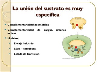 La unión del sustrato es muyLa unión del sustrato es muy
específicaespecífica
 Complementariedad geométrica
 Complementariedad de cargas, uniones
iónicas
 Modelos:
 Encaje inducido
 Llave – cerradura.
 Estado de transición
 