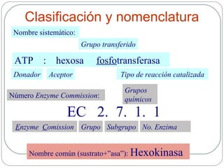 Nombre común (sustrato+”asa”): Hexokinasa
Clasificación y nomenclatura
ATP : hexosa fosfotransferasa
Nombre sistemático:
Donador Aceptor
Grupo transferido
Tipo de reacción catalizada
Número Enzyme Commission:
Grupos
químicos
EC 2. 7. 1. 1
Enzyme Comission Grupo Subgrupo No. Enzima
 