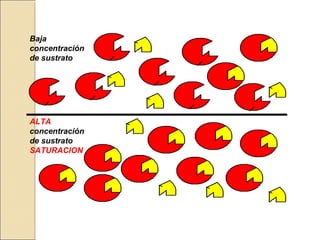 Baja
concentración
de sustrato
ALTA
concentración
de sustrato
SATURACION
 
