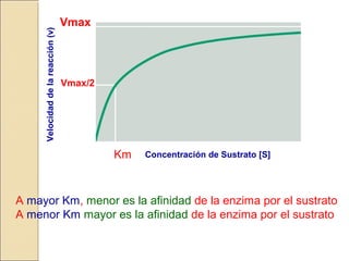 Concentración de Sustrato [S]
Velocidaddelareacción(v)
Km
Vmax
Vmax/2
A mayor Km, menor es la afinidad de la enzima por el sustrato
A menor Km mayor es la afinidad de la enzima por el sustrato
 