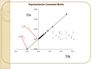 1 1 1
v
K
V s V
m
m x m x
= ⋅ +-1/Km
1/Vmax
Representación Lineweaver-BurkeRepresentación Lineweaver-Burke
 