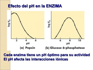Efecto del pH en la ENZIMAEfecto del pH en la ENZIMA
Cada enzima tiene un pH óptimo para su actividadCada enzima tiene un pH óptimo para su actividad
El pH afecta las interacciones iónicasEl pH afecta las interacciones iónicas
 