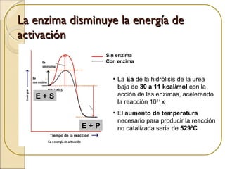 La enzima disminuye la energía deLa enzima disminuye la energía de
activaciónactivación
Tiempo de la reacción
E + S
E + P
Sin enzima
Con enzima
• La Ea de la hidrólisis de la urea
baja de 30 a 11 kcal/mol con la
acción de las enzimas, acelerando
la reacción 1014
x
• El aumento de temperatura
necesario para producir la reacción
no catalizada seria de 529ºC
 
