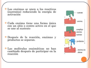  Las enzimas se unen a los reactivos
(sustratos) reduciendo la energía de
activación
 Cada enzima tiene una forma única
con un sitio o centro activo en el que
se une al sustrato
 Después de la reacción, enzimas y
productos se separan.
 Las moléculas enzimáticas no han
cambiado después de participar en la
reacción
 