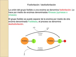 Fosforilación / desfosforilación
La unión del grupo fosfato a una enzima se denomina fosforilación. Lo
hace por medio de enzimas denominadas Kinasas (quinasas o
cinasas).
El grupo fosfato se puede separar de la enzima por medio de otra
enzima denominada Fosfatasa, el proceso se denomina
desfosforilación.
 