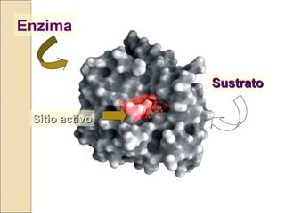 Enzima
Sitio activoSitio activo
SustratoSustrato
 
