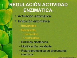 REGULACIÓN ACTIVIDAD
ENZIMÁTICA.
• Activación enzimática.
• Inhibición enzimática
– Irreversible
– Reversible:
• Competitiva.
• Acompetitiva
– Enzimas alostéricas.
– Modificación covalente
– Rotura proteolítica de precursores
inactivos.
 