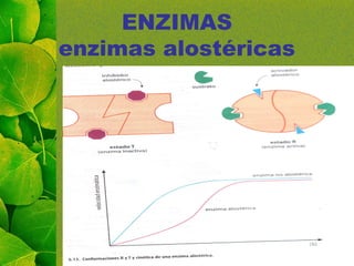 ENZIMAS
enzimas alostéricas
 