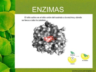 ENZIMAS
 