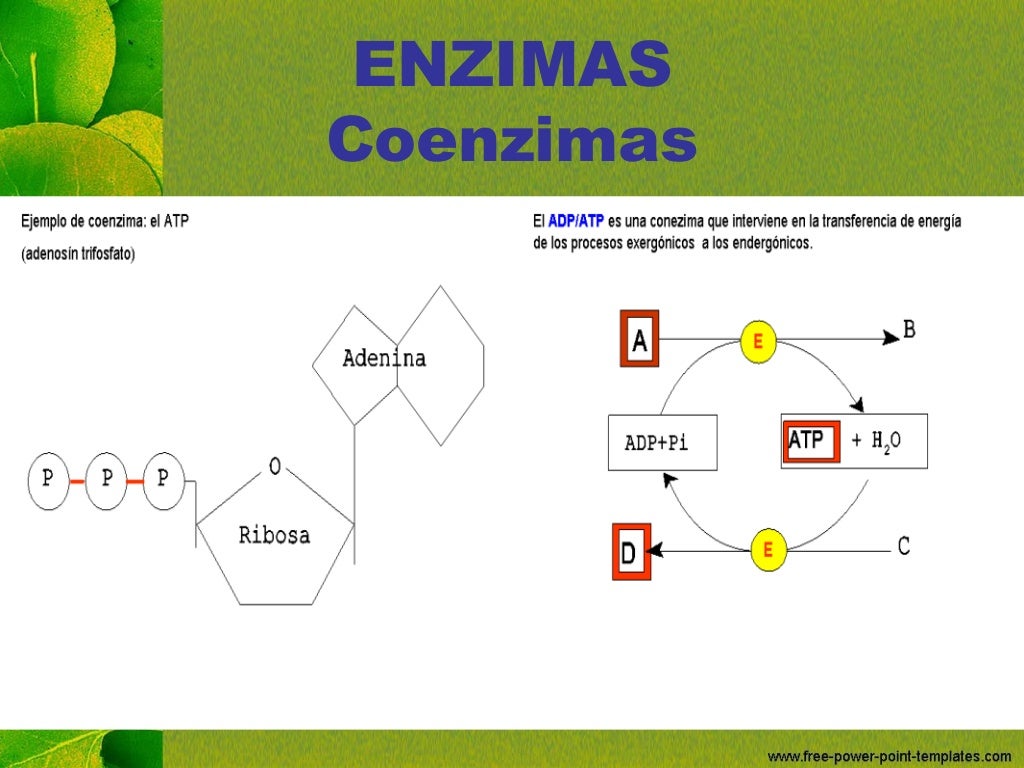 Enzimas 2010