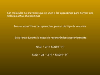 Son moléculas no proteicas que se unen a los apoenzimas para formar una molécula activa (holoenzima) No son específicas del apoencima, pero si del tipo de reacción Se alteran durante la reacción regenerándose posteriormente   NAD +  + 2e -  + 2 H +  = NADH + H + NAD +  + 2H = NADH + H + 
