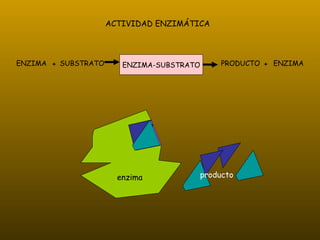 SUBSTRATO ENZIMA + ENZIMA-SUBSTRATO PRODUCTO + ENZIMA ACTIVIDAD ENZIMÁTICA    producto enzima substrato 