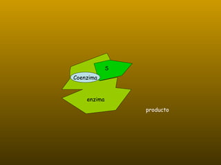 producto Coenzima enzima S 